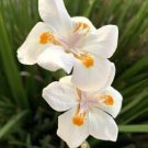 White Dietes Bicolor Wild Iris African Iris 25 Seeds Fresh Garden