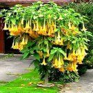 Yellow Trumpetbush 20 Seeds To Grow Rare And Exotic Yellow Trumpet Bush Fresh Garden