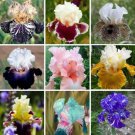 Us Multi Varieties Iris Seeds Heirloom Iris Mixed 25 Seeds Fresh Garden