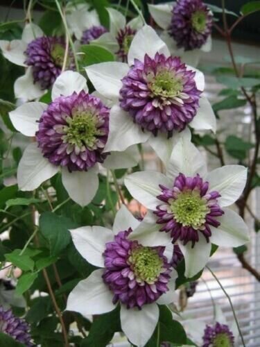 White Purple Clematis 25 Seeds Large Bloom Climbing Perennial Fresh Garden