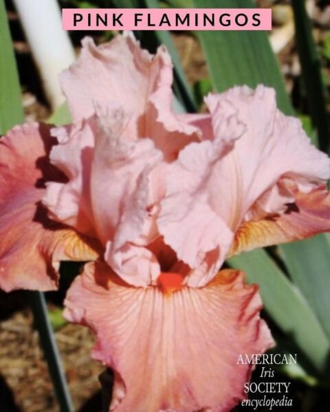 Us Peach Iris Seeds Heirloom Iris 25 Seeds Fresh Garden