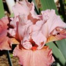 Us Peach Iris Seeds Heirloom Iris 25 Seeds Fresh Garden