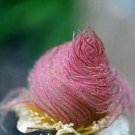 Usa 25 Seeds Prairie Smoke Flower Bonsai Plant Fresh Garden