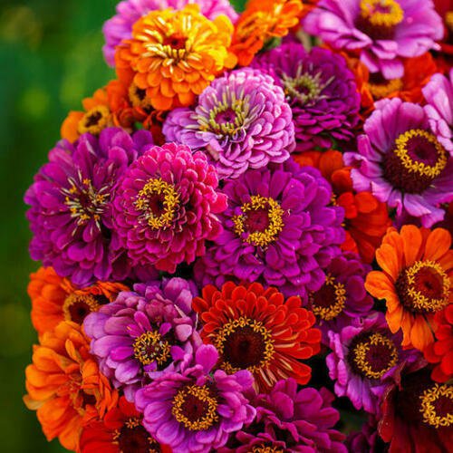 Zinnia Purple Dream Mix ""New"" Pollinators Butterflies Hummingbird 20 Seeds Fresh Garden