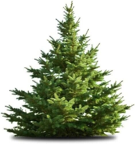 White Pine Tree 20 Authentic Seeds Fresh Garden