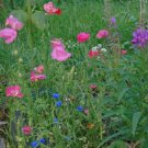 Wildflower Mix 1000 Seeds Alaska Mix Fresh Garden