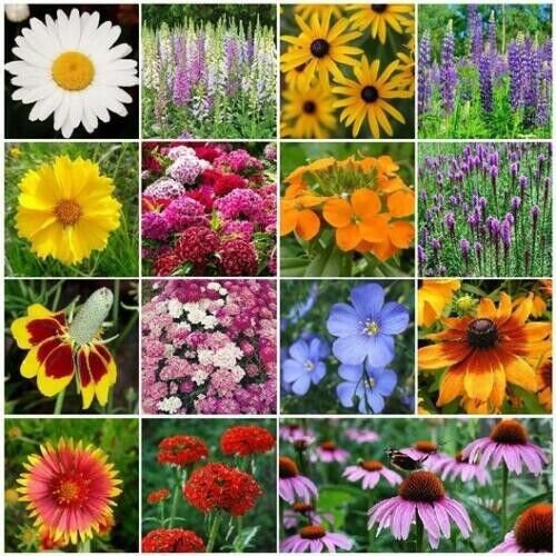 Wildflower Mix All Perennial Heirloom Pollinator Non Gmo 1000 Seeds Fresh Garden
