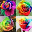 Usa Colorful Rainbow Rose Flower Seeds Home Plants Multi Color 50Pcs Fresh Garden