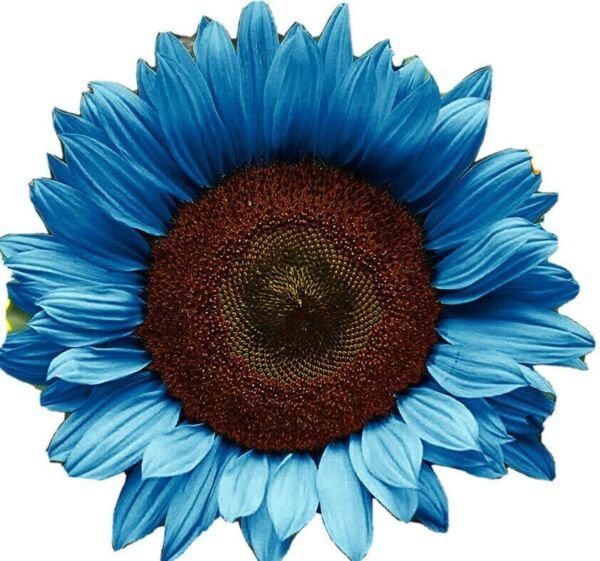 Usa Bright Blue Sunflower Seeds Plants Planting 50 + Seeds R Fresh Garden