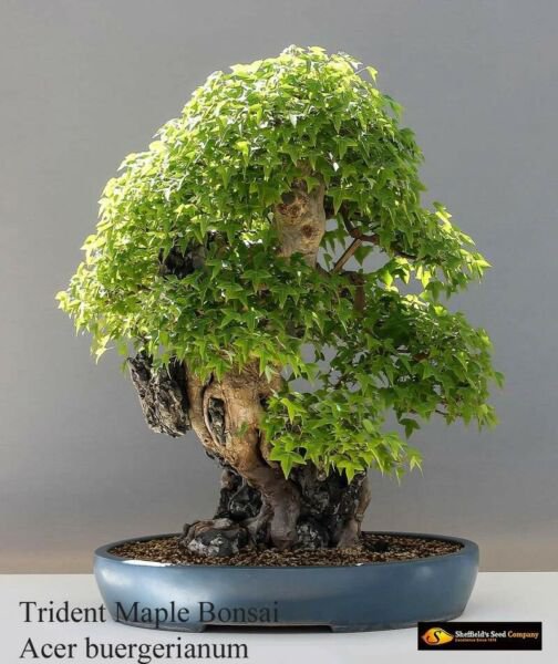 Trident Maple Tree Seeds To Grow 20 Seeds Prized Bonsai Fresh Garden