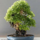 Trident Maple Tree Seeds To Grow 20 Seeds Prized Bonsai Fresh Garden