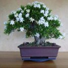 White Jasmine Bonsai Tree Seeds Vibrant White Flowers 25 Seeds Fresh Garden