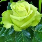 Rare Seed Bright Green Rose 50 Pure Seeds Fresh Garden