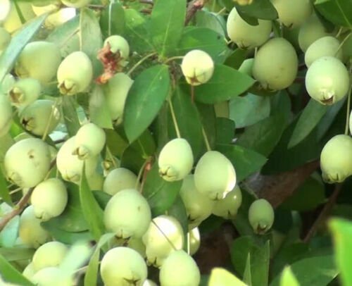True White Sweet Myrtle (Myrtus Communis 30 Seeds Crop Fresh Garden