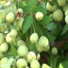 True White Sweet Myrtle (Myrtus Communis 30 Seeds Crop Fresh Garden