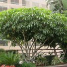 Variegated Umbrella Tree 7 Seeds Schefflera Arboricola Trinette 7 To 10"" Tall Fresh Garden