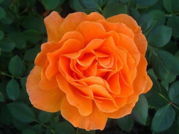 Vavoom Floribunda Rose 10 Seeds Fresh Garden