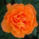 Vavoom Floribunda Rose 10 Seeds Fresh Garden