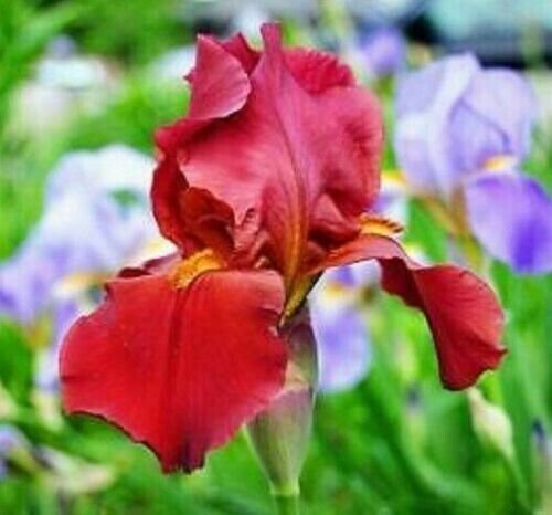 Usa Ruby Red Iris Flowers Plants 25 Seeds J Fresh Garden
