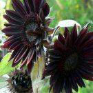 Velvet Queen Black Sunflower 25 Seeds Flowers Seed Flower Perennial Fresh Garden