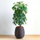 Usa 10 Seeds House Plant Schefflera Arboricola Fresh Garden