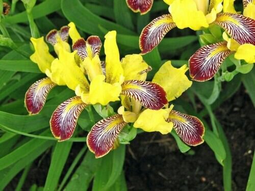 Variegata Hungarian Iris 5 Seeds Fresh Garden
