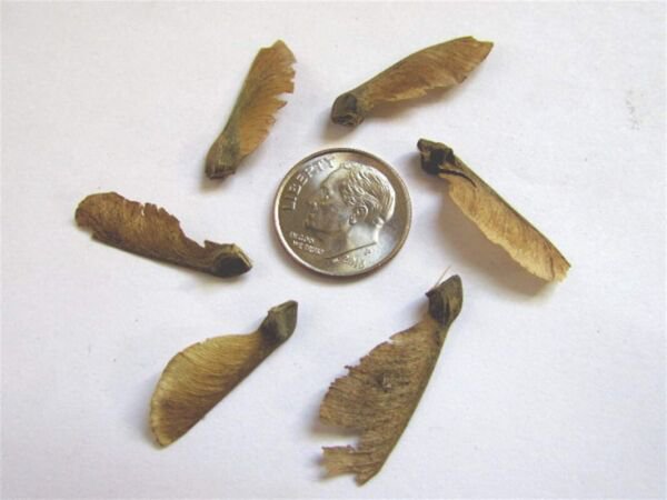 Trident Maple Seeds (Acer Buergerianum )100 Authentic Seeds Fresh Garden