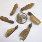 Trident Maple Seeds (Acer Buergerianum )100 Authentic Seeds Fresh Garden