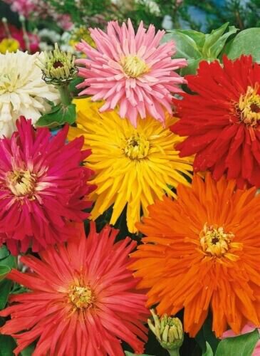 Zinnia Cactus Flowered Mix 100 Seeds Fresh Garden
