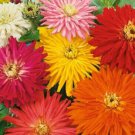 Zinnia Cactus Flowered Mix 100 Seeds Fresh Garden