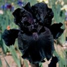 Usa 25 Seeds Iris Flower Deep Black Plants Fresh Garden