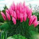 Usa 50 Pink Pampas Grass Seeds Perennial Flowering Grass New Crop J Fresh Garden