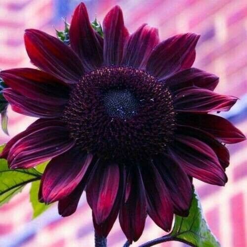 Usa 50 Deep Purple Sunflower Seeds Plants Planting New Seeds Fresh Garden