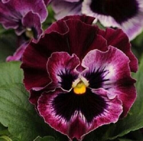 Pansy Seeds Frizzle Sizzle Raspberry Flower 50 Seeds Fresh Garden
