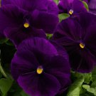 Pansy Seeds Majestic Giant Clear Purple Flower 50 Seeds Fresh Garden