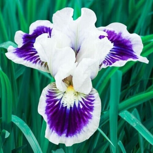 Heirloom Iris 25 Seeds Fragrant Flower Plant Fresh Garden