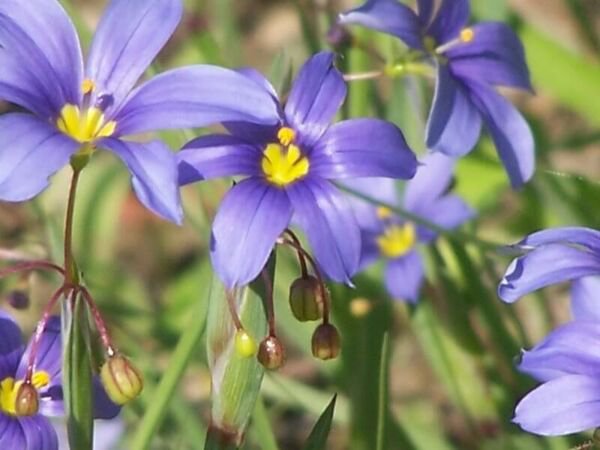 Blue Eyed Grass Sisyrinchium Bellum Flower 25 Seed Fresh Garden