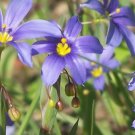 Blue Eyed Grass Sisyrinchium Bellum Flower 25 Seed Fresh Garden