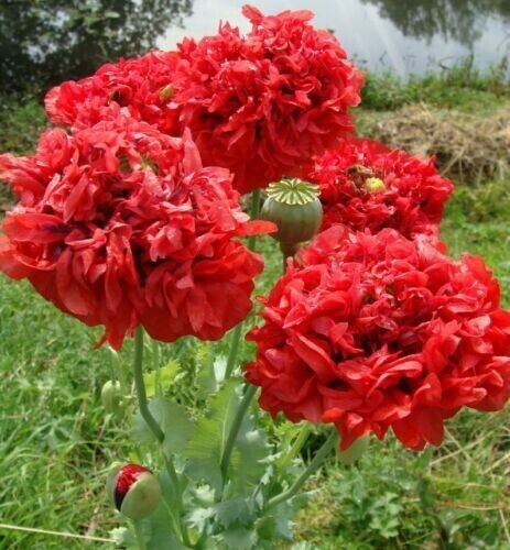Red Double Peony Poppy Flower 300 Seeds Fresh Garden