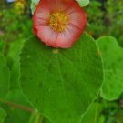 Native Wildflower 25 Seeds Mauve Mallow (Abutilon Hulseanum) Fresh Garden