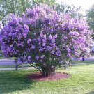 Dark Purple Lilac Tree Perennial Flower Huge Blooms 20 Seeds Fresh Garden