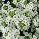 Alyssum Sweet Carpet Of Snow Perennial White Heirloomnon Gmo 1000 Seeds Fresh Garden