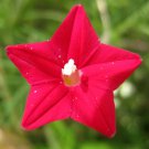 Cardinal Climber 100 Seeds Hummingbird Vine Rare Bees Flower Blooms Trellis Fresh Garden