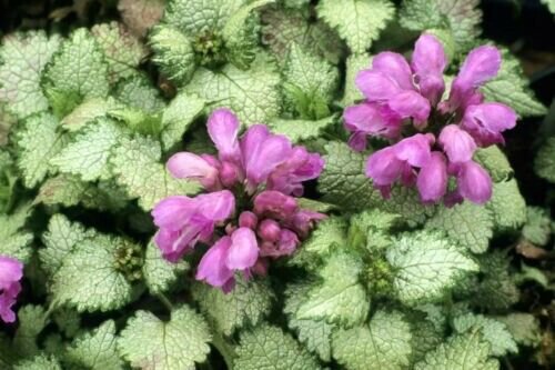 200 Seeds Spotted Deadnettle Lamium Maculatum Purple Lavender Ground Cover Fresh Garden