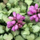 200 Seeds Spotted Deadnettle Lamium Maculatum Purple Lavender Ground Cover Fresh Garden