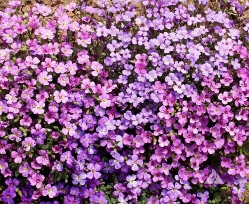 Rock Cress Purple Fragrant Honey Bees Rock S Non Gmo 500 Seeds Fresh Garden