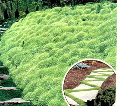 1000 Irish Moss Bulk Perennial Groundcover Seeds Heirloom Moss Seeds Fresh Garden