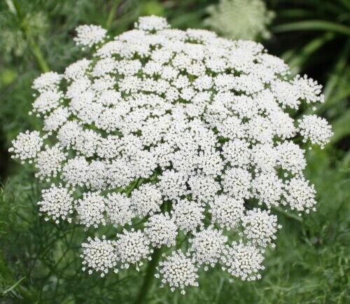 Ground Cover 3 000 Seeds Spring Flowers Groundcover Fresh Garden