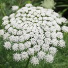 Ground Cover 3 000 Seeds Spring Flowers Groundcover Fresh Garden