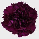 100 Carnation Seeds Dianthus Flowers Seed Flower Perennial Fresh Garden